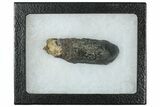 Fossil Camarasaurus Tooth - Wyoming #315056-2